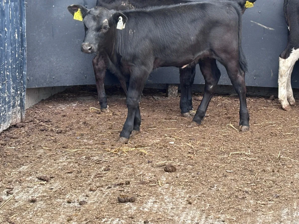 4 reared Hereford & Angus calves for sale - Image 1