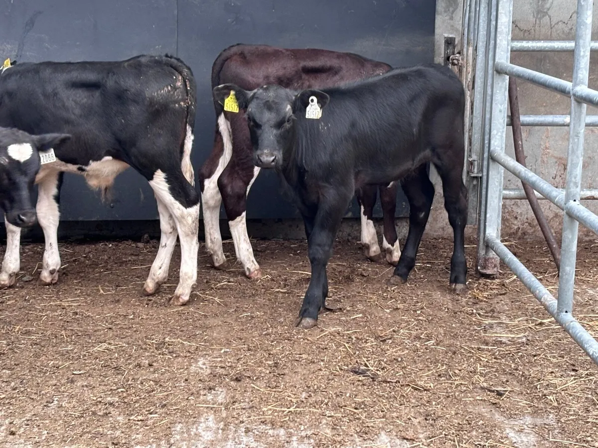 4 reared Hereford & Angus calves for sale - Image 3