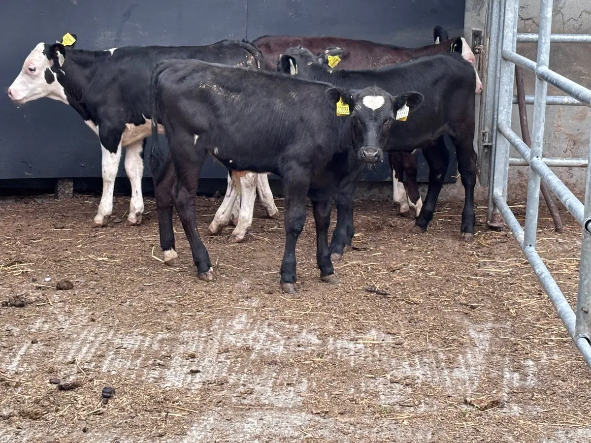4 reared Hereford & Angus calves for sale - Image 4