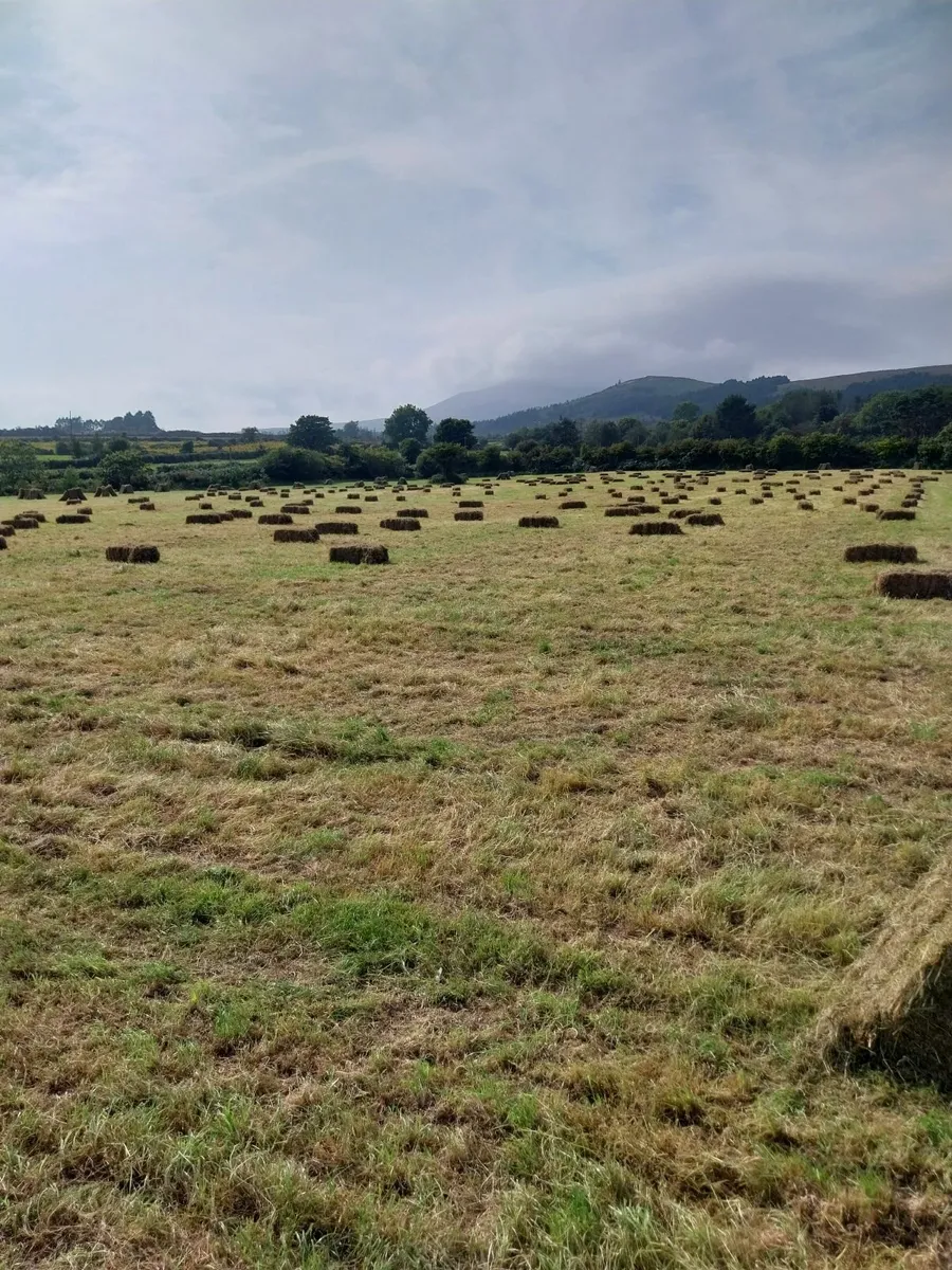 Good Quality Hay - Image 1