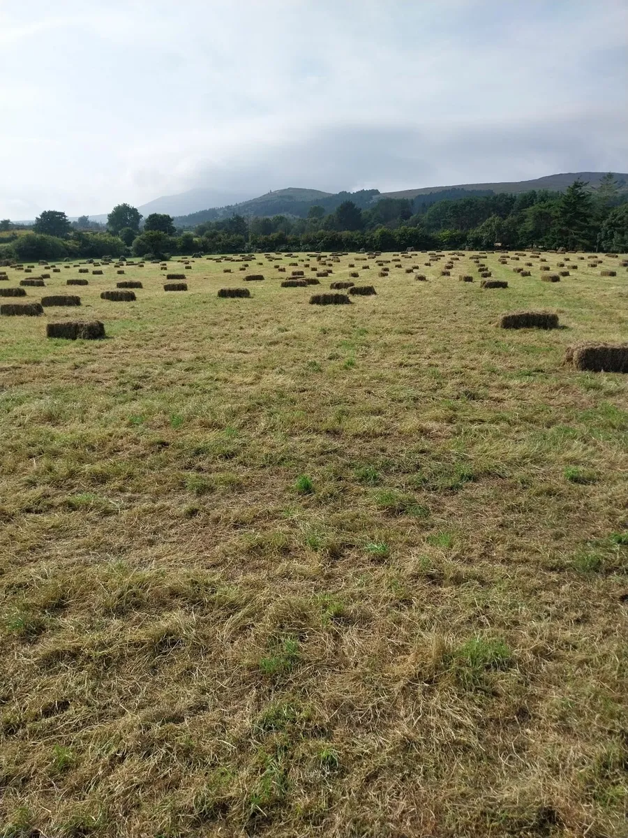 Good Quality Hay - Image 2