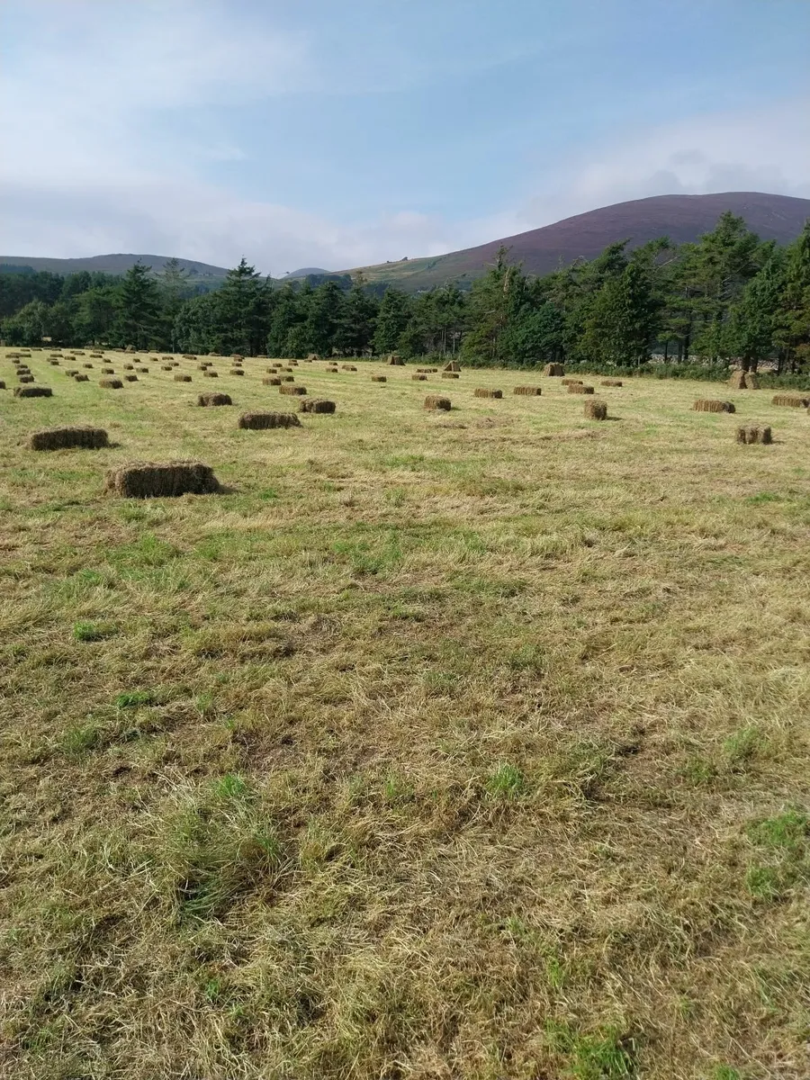 Good Quality Hay - Image 3