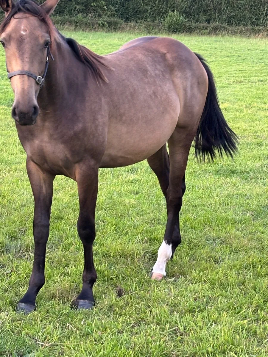 Horse - Image 3