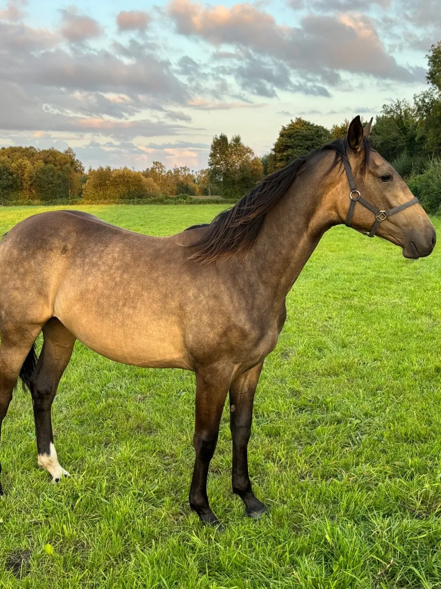 Horse - Image 1