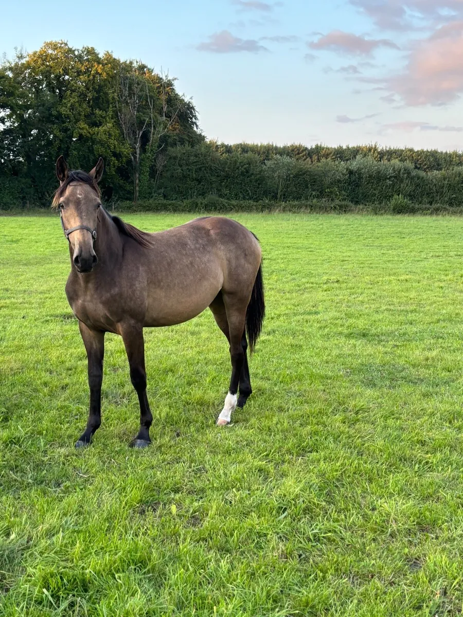 Horse - Image 4