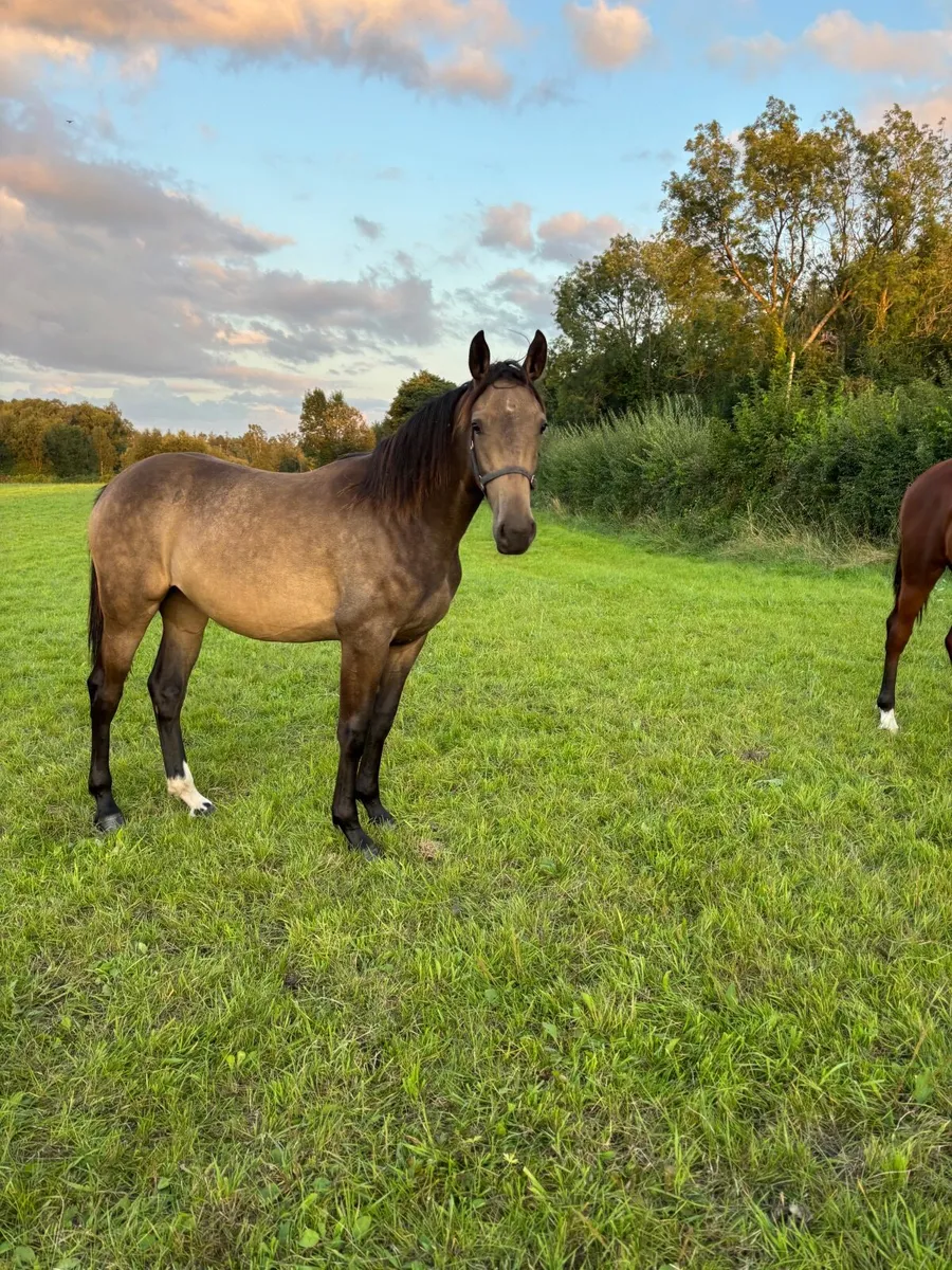 Horse - Image 1