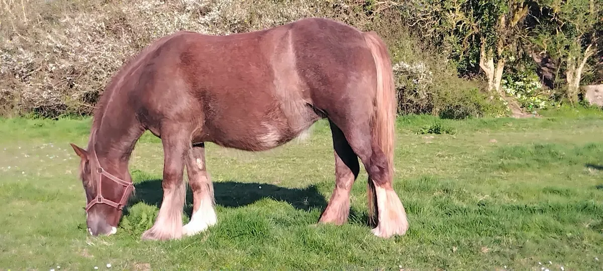 Stunning filly foal - Image 2