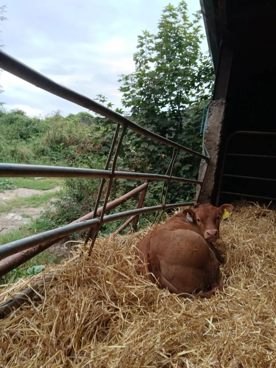 Farmyard and Land Wanted