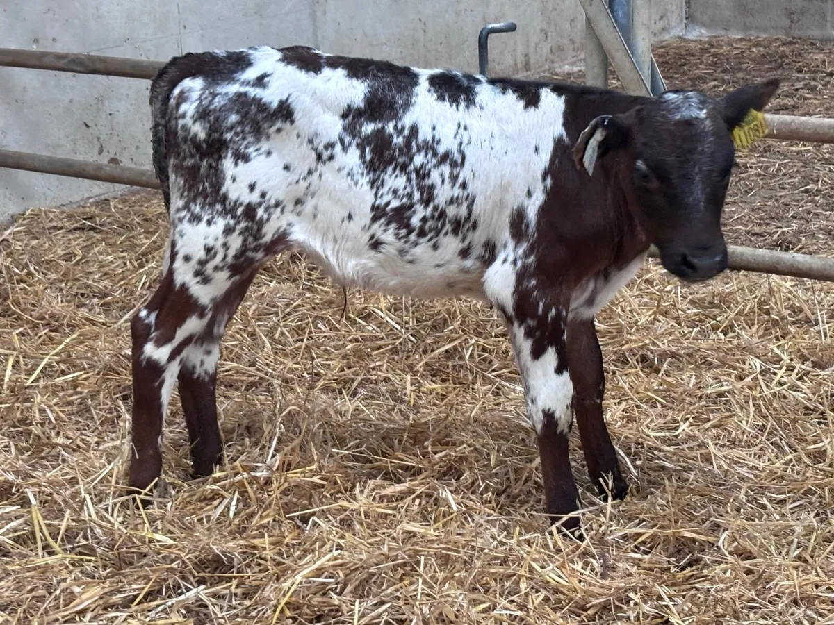2 six week old Belgium blue bull calves for sale - Image 2
