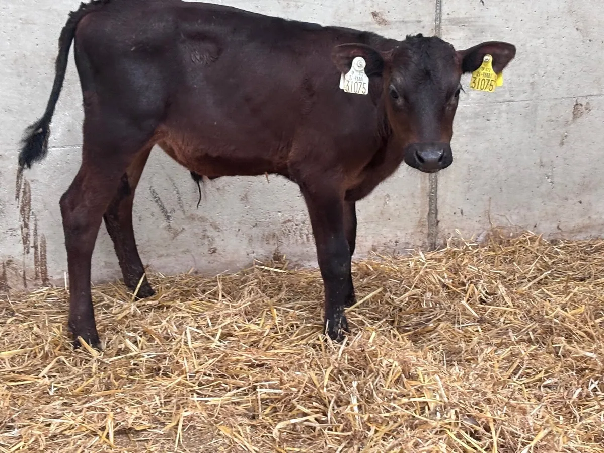 2 six week old Belgium blue bull calves for sale - Image 3