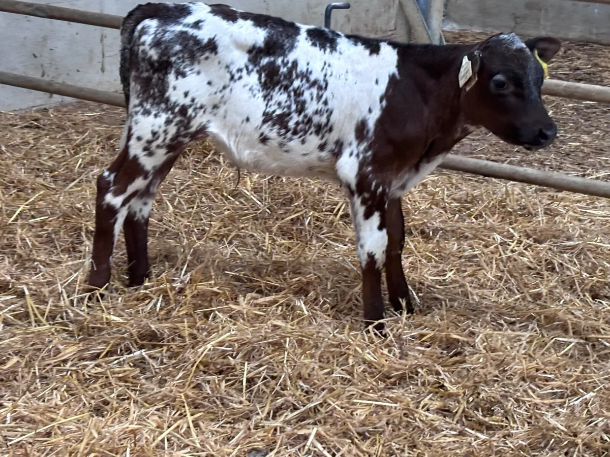 2 six week old Belgium blue bull calves for sale - Image 4