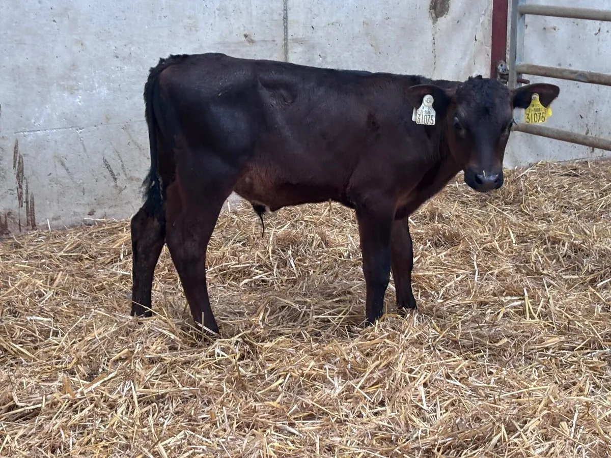2 six week old Belgium blue bull calves for sale - Image 1