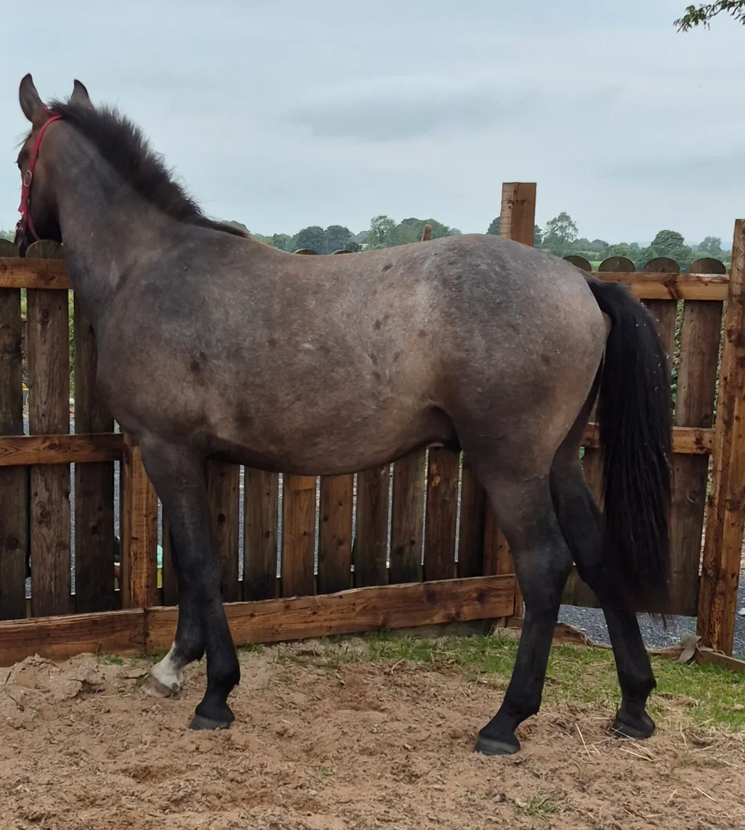 Gortfree lakeside lad gelding - Image 1