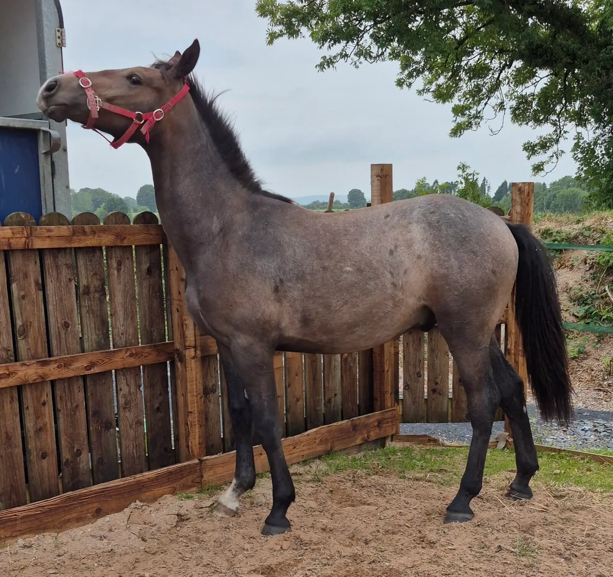 Gortfree lakeside lad gelding - Image 2