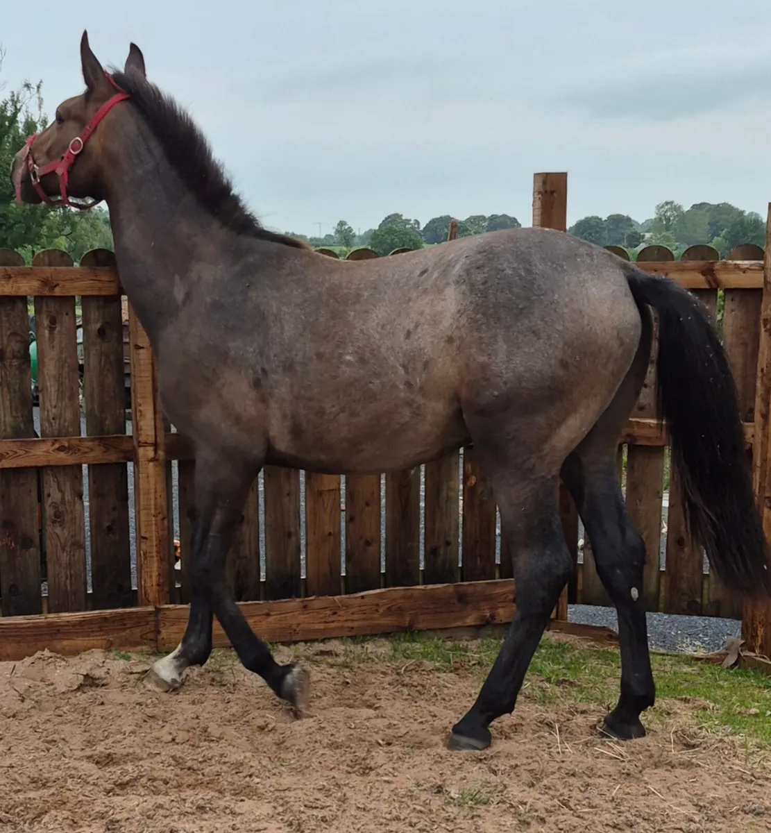 Gortfree lakeside lad gelding - Image 3