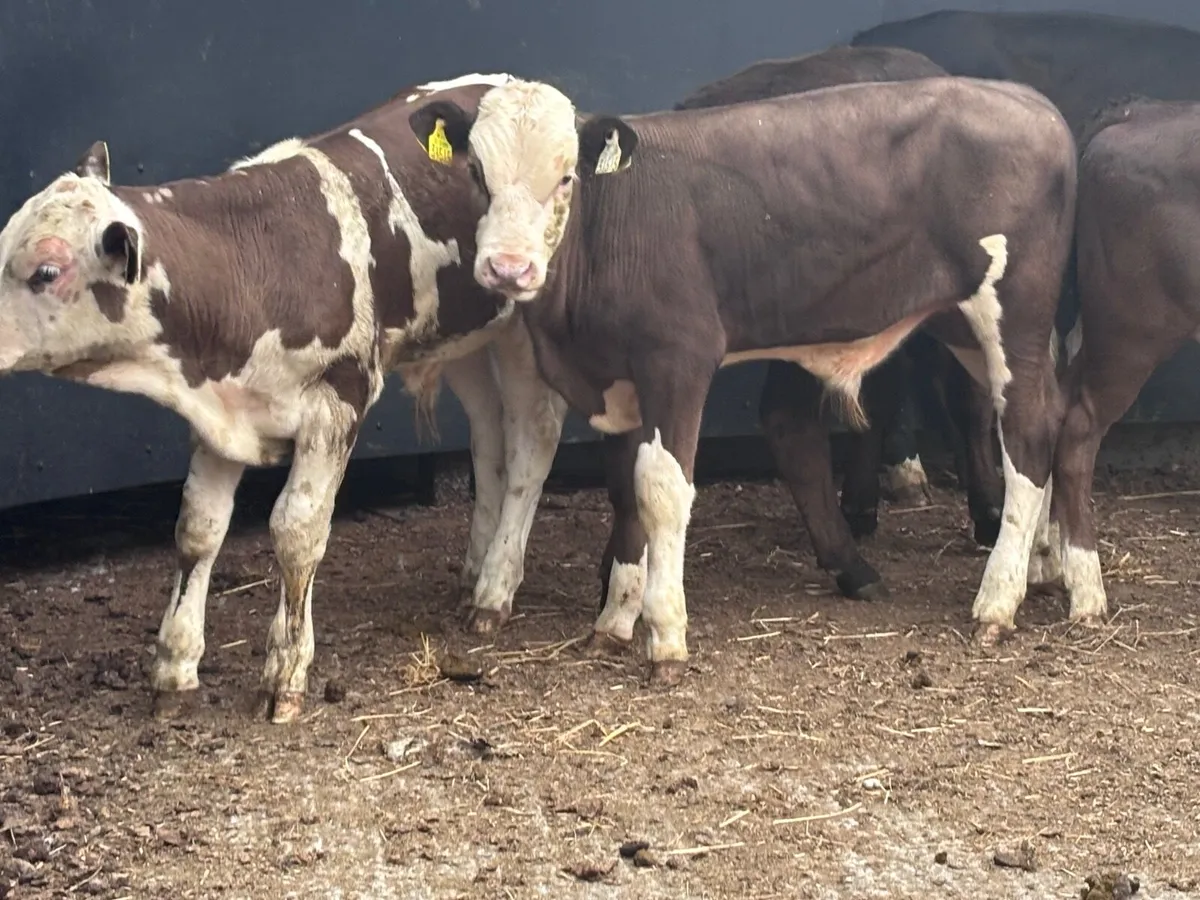 6 top quality angus & continental weanlings for sa - Image 2