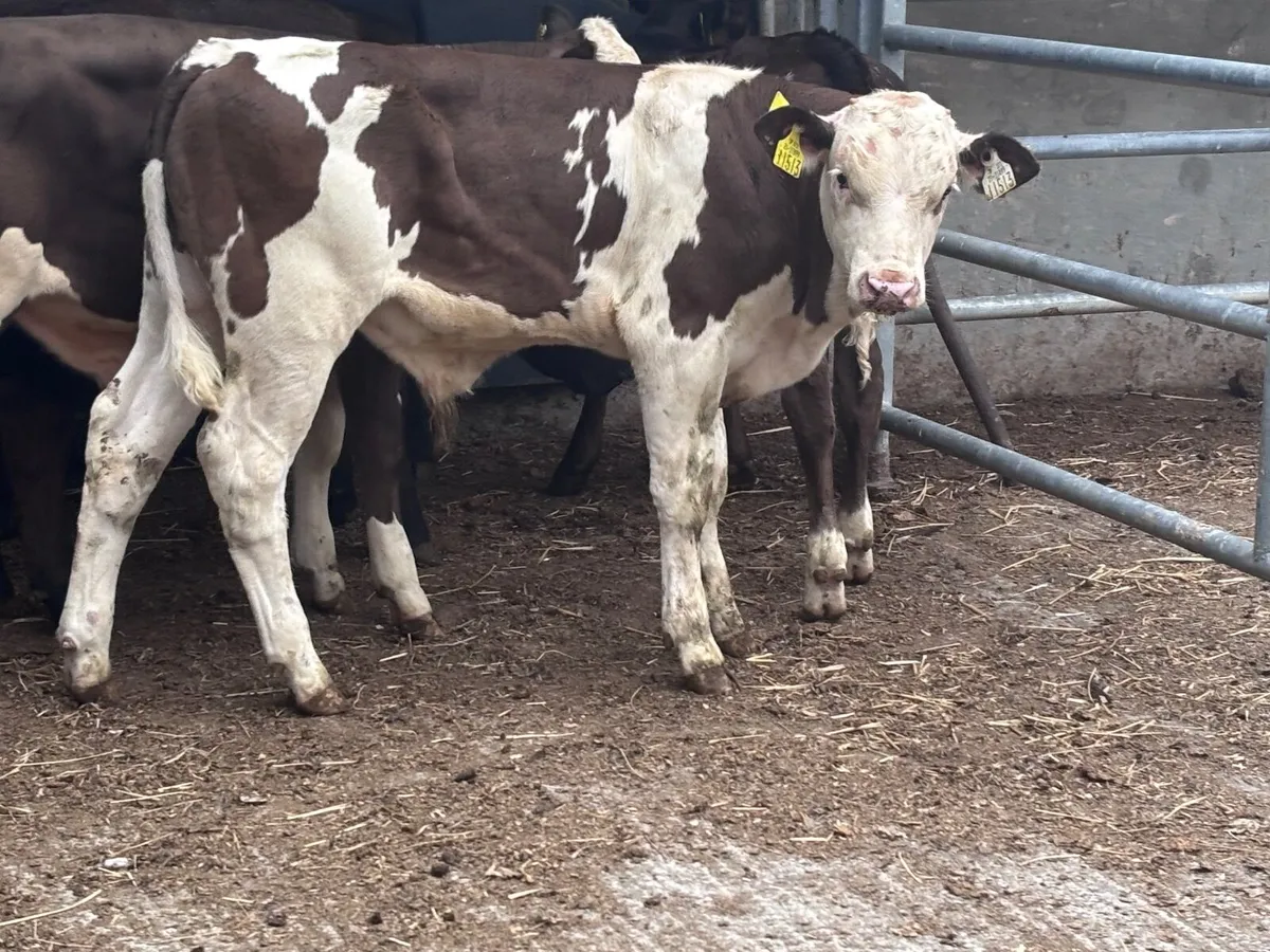 6 top quality angus & continental weanlings for sa - Image 3