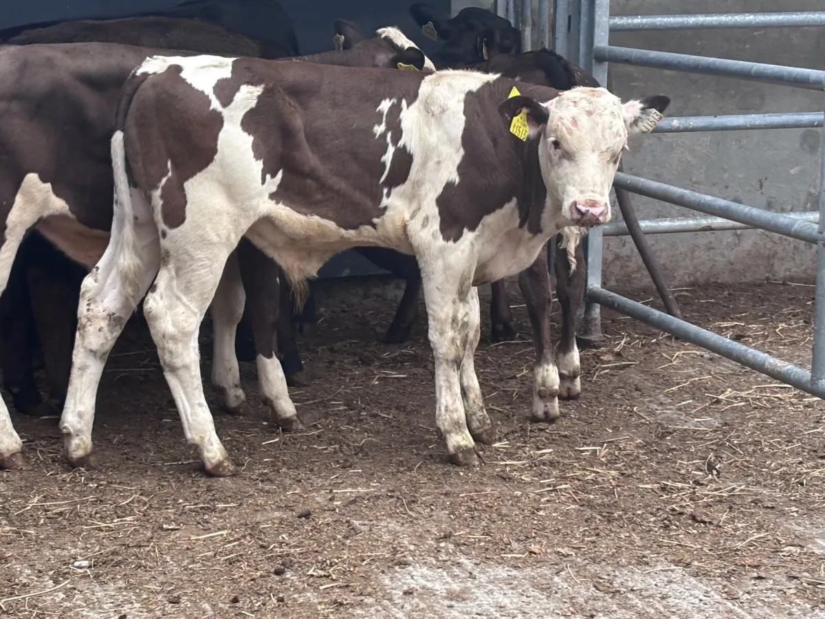 6 top quality angus & continental weanlings for sa - Image 4