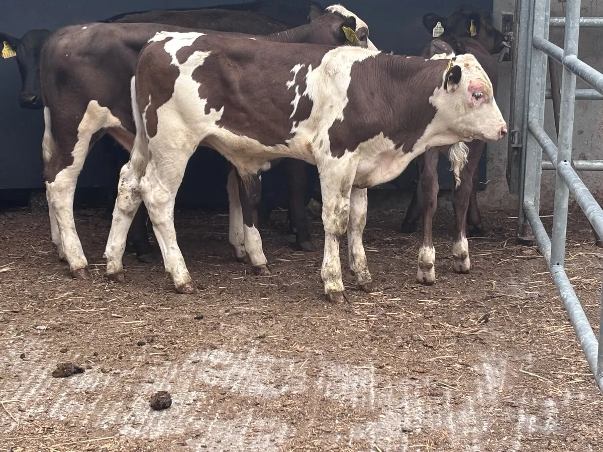 6 top quality angus & continental weanlings for sa - Image 1