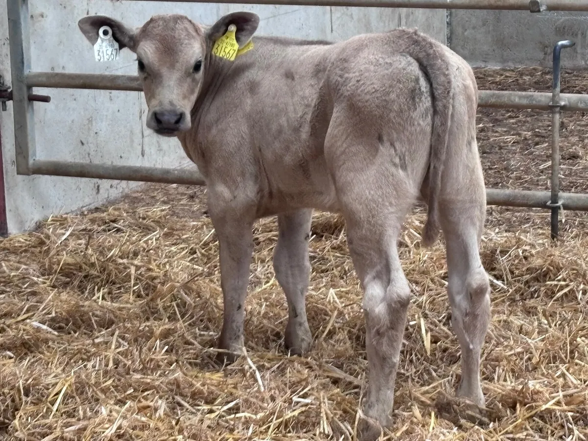 Top quality Charlaois heifer calf for sale - Image 1