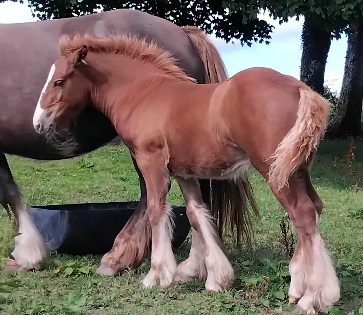 Stunning filly foal - Image 1