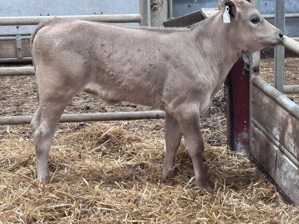 Top quality Charlaois heifer calf for sale - Image 2