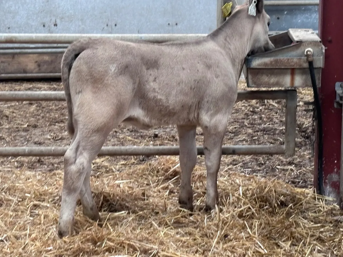 Top quality Charlaois heifer calf for sale - Image 3