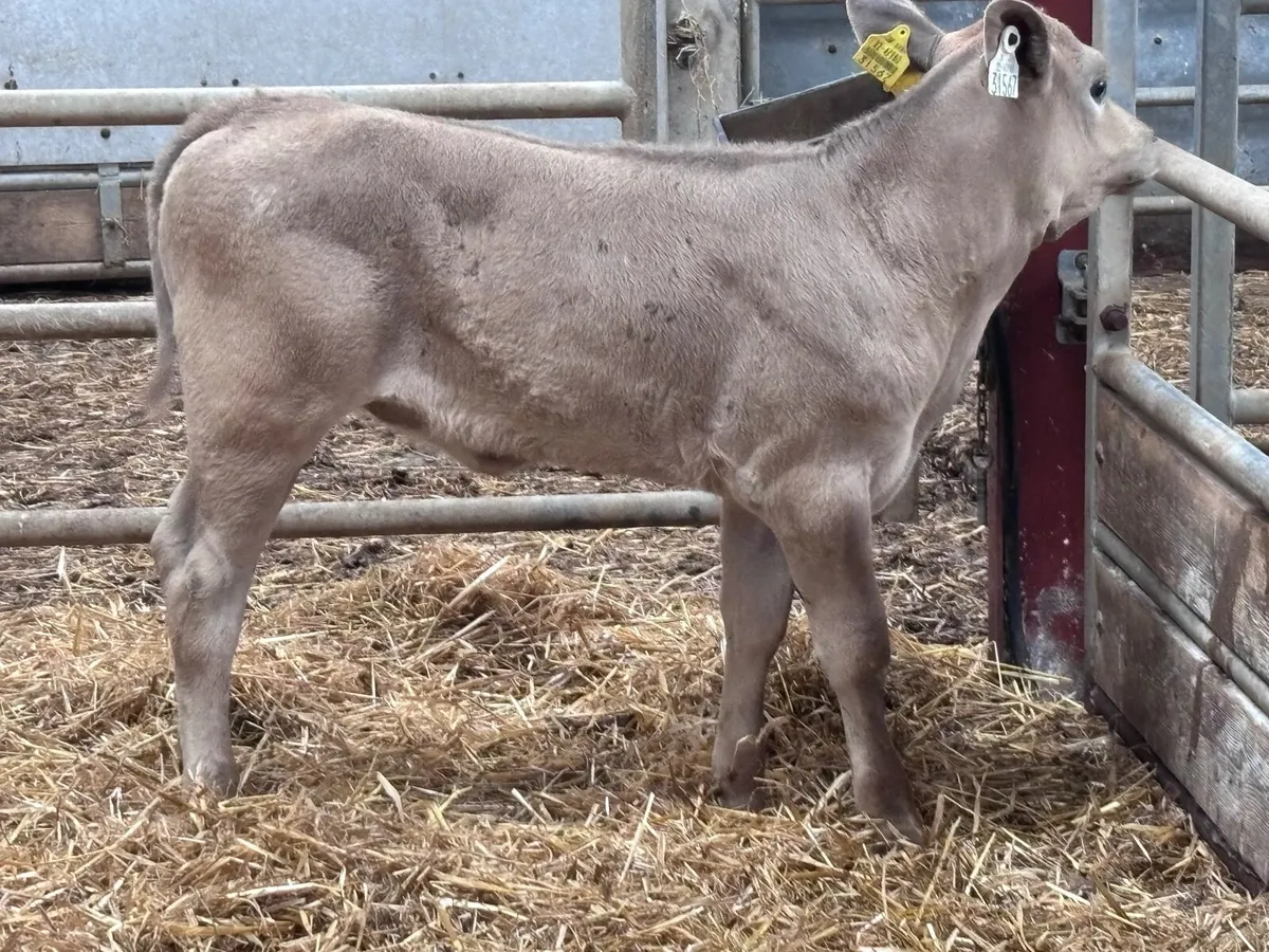Top quality Charlaois heifer calf for sale - Image 4