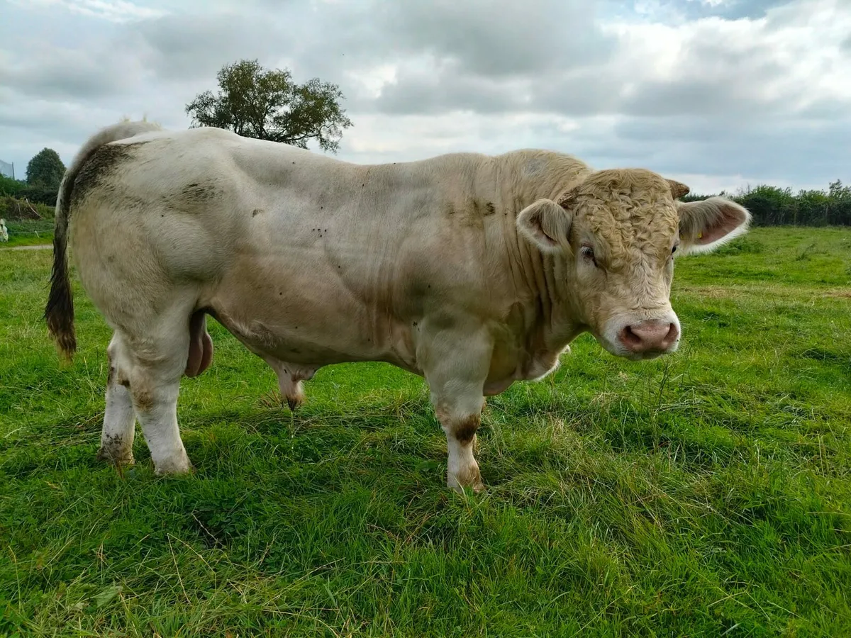 Pedigree Charolais bull - Image 1
