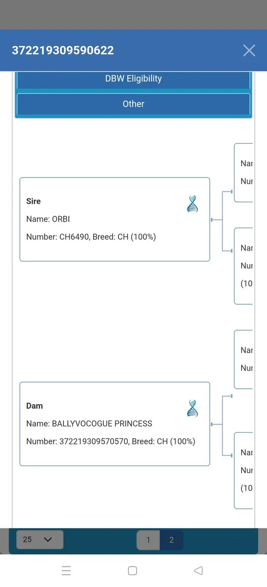 Pedigree Charolais bull - Image 2