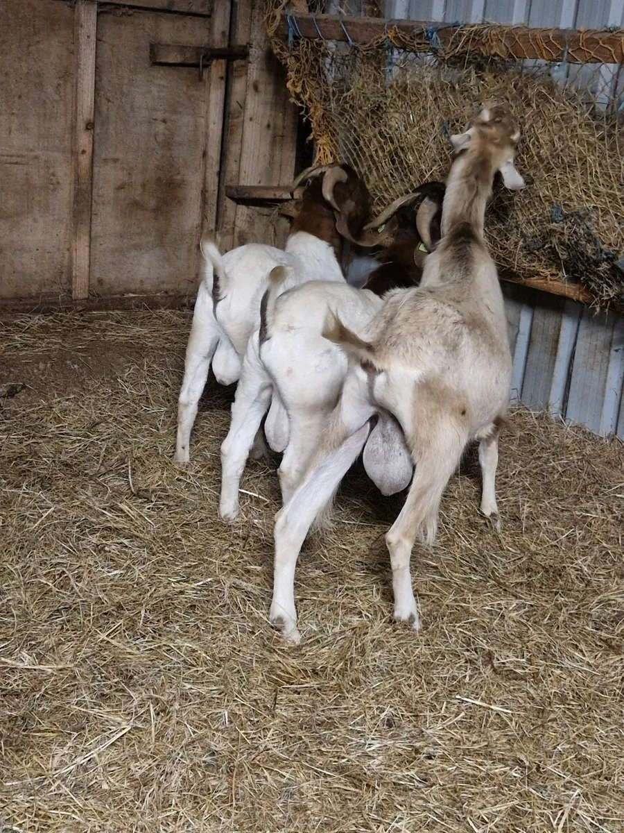 Goat - Image 1