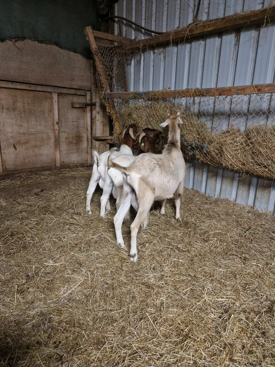 Goat - Image 2