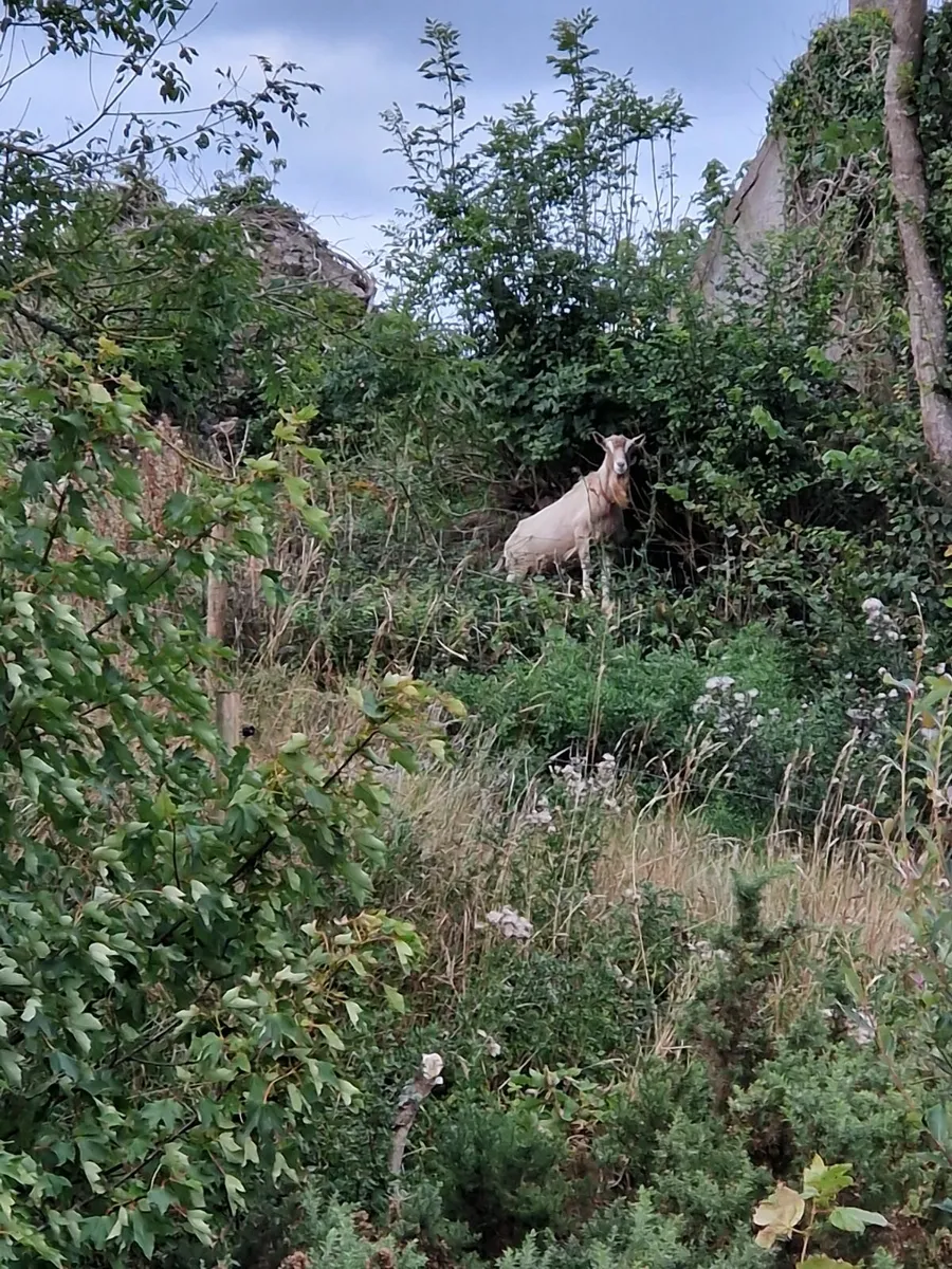 Goat - Image 3