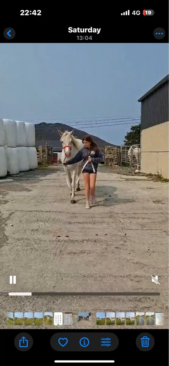 Horse - Image 2