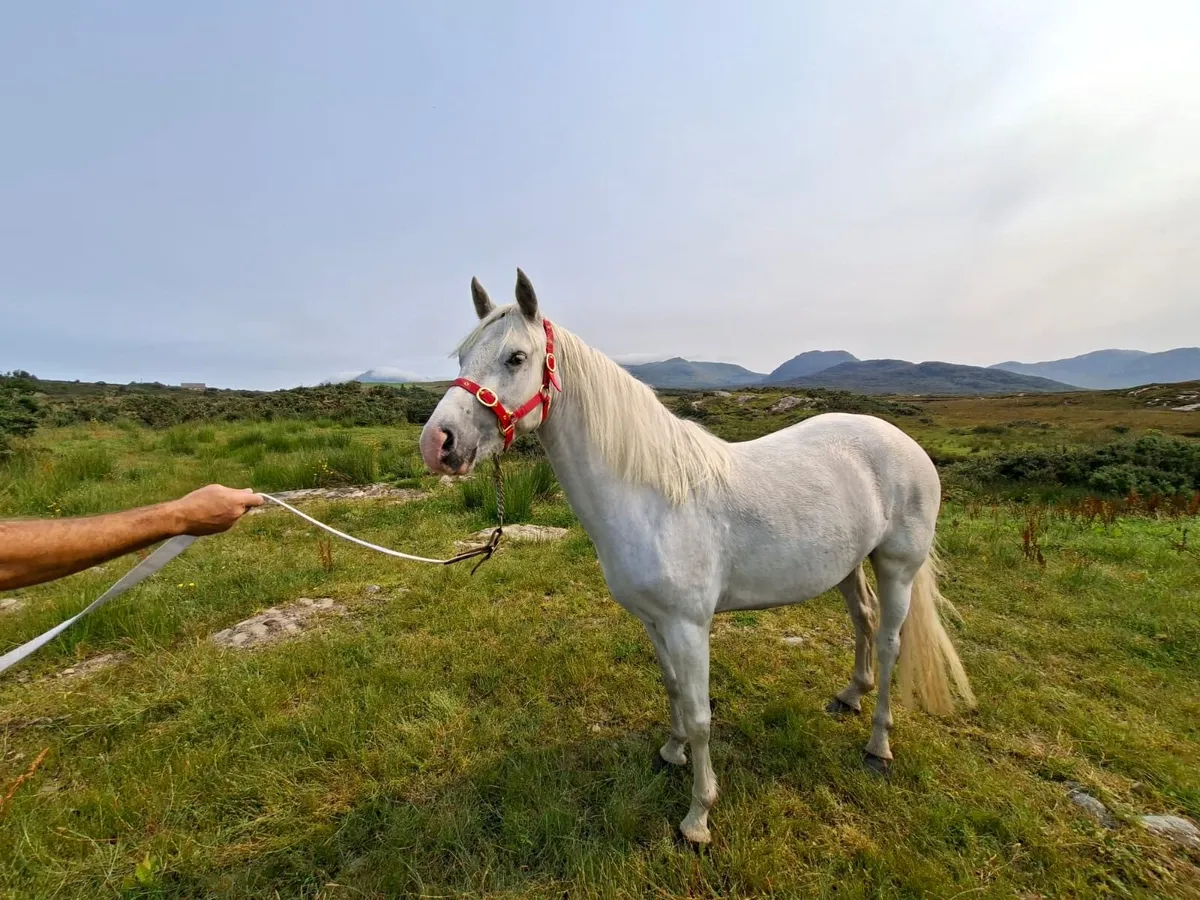 Horse - Image 1