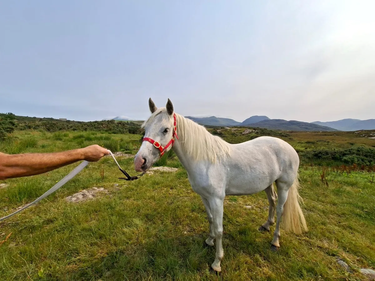 Horse - Image 3