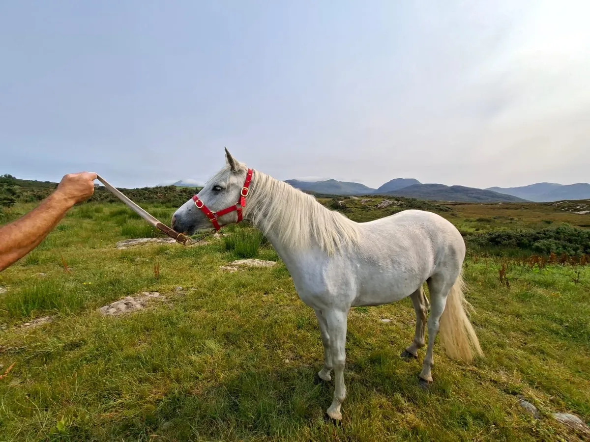 Horse - Image 4