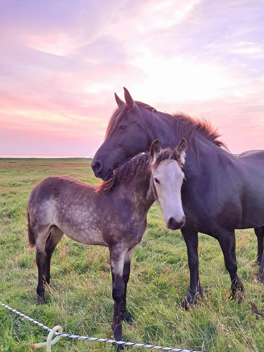 Stunning, Quality Buckskin/Dun Filly Foal - Image 1