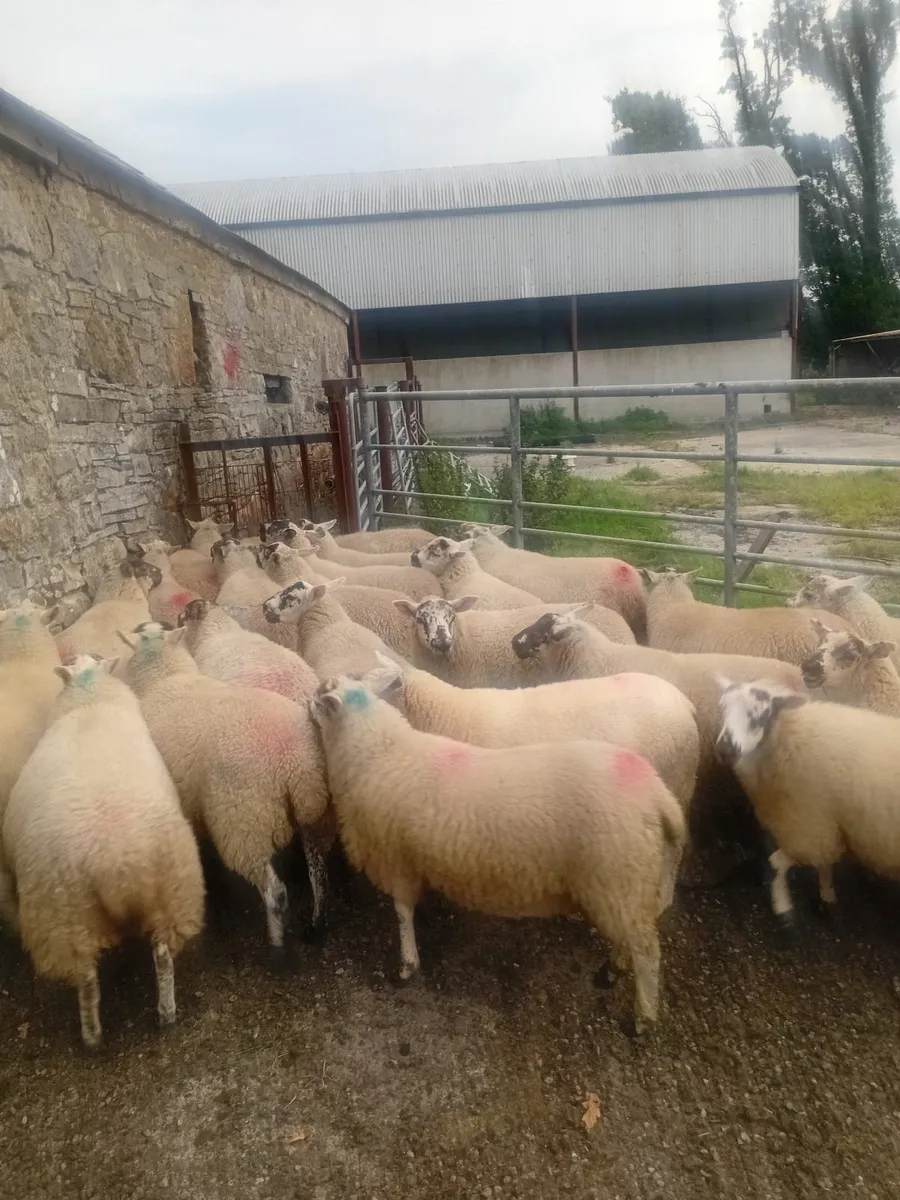 25 hiltex ewe lambs - Image 2