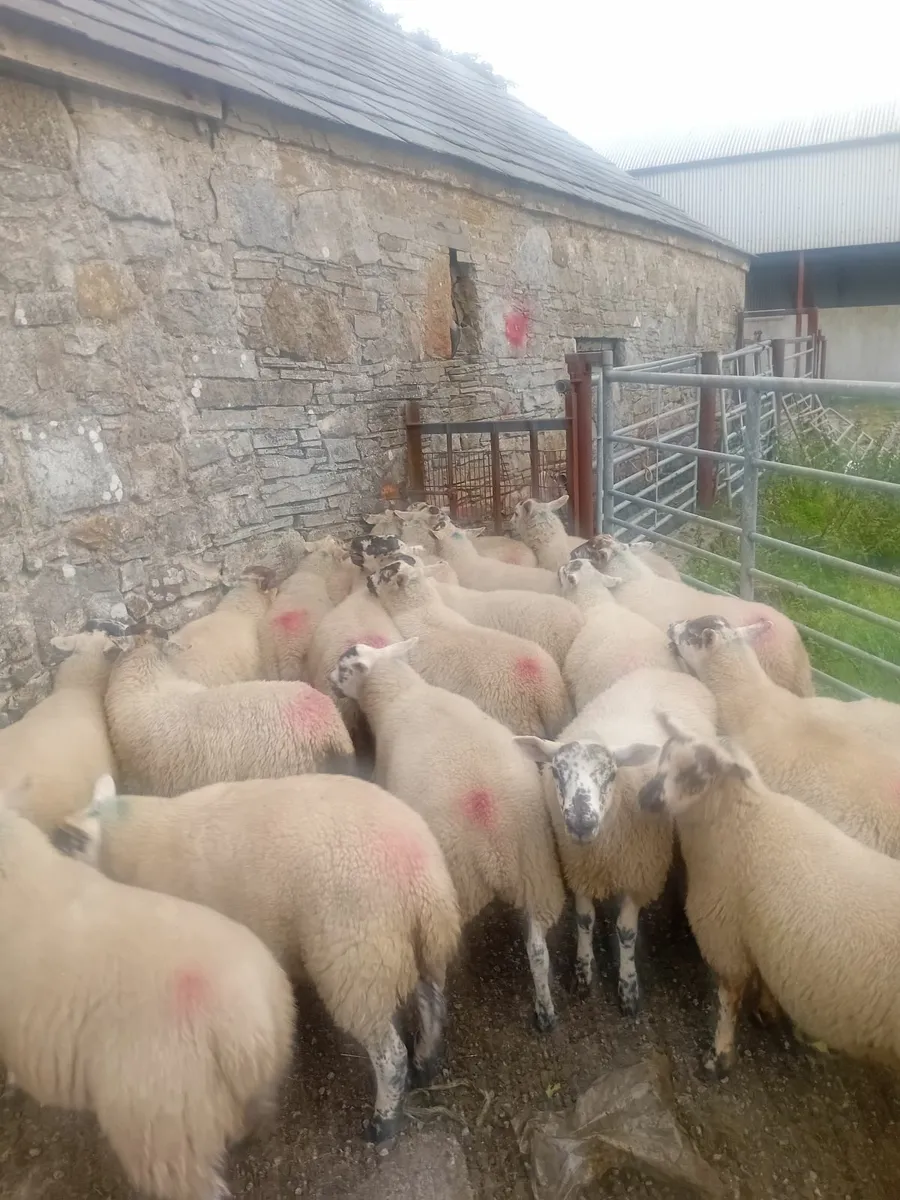 25 hiltex ewe lambs - Image 3