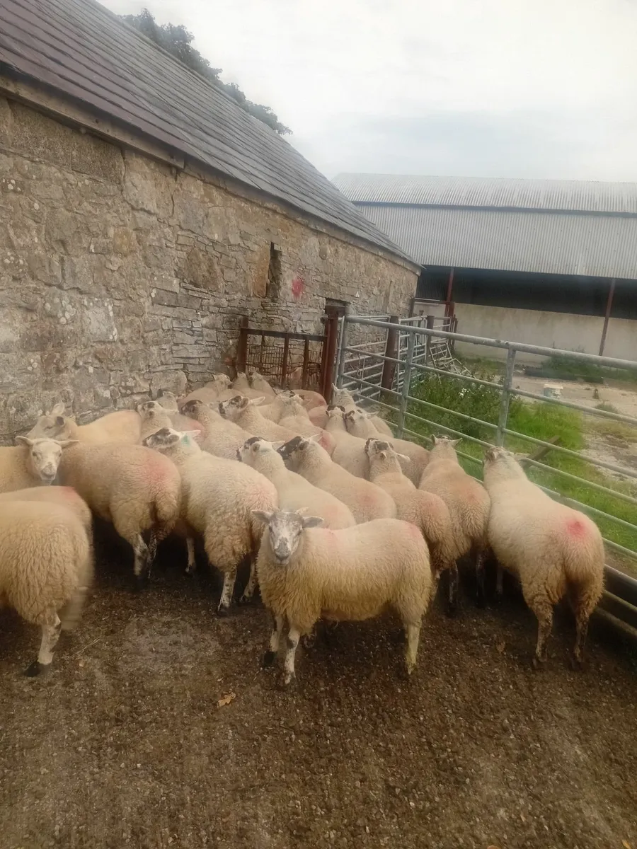 25 hiltex ewe lambs - Image 4