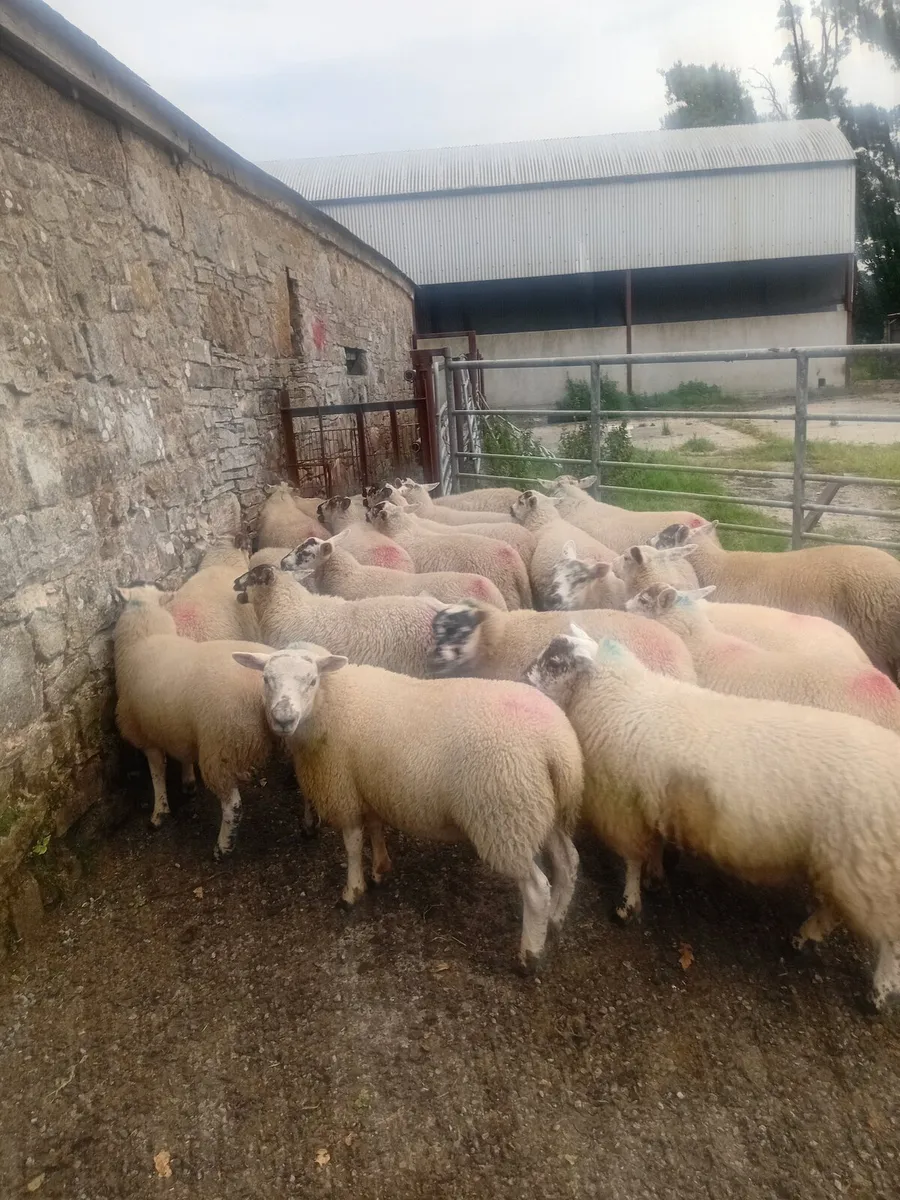 25 hiltex ewe lambs - Image 1