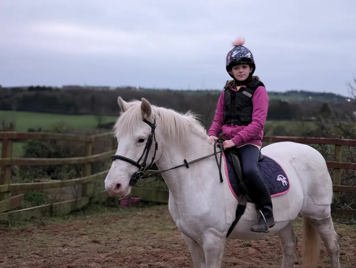 Pony - Image 1