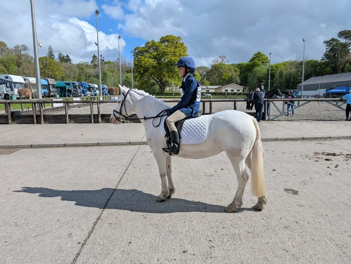Pony - Image 3