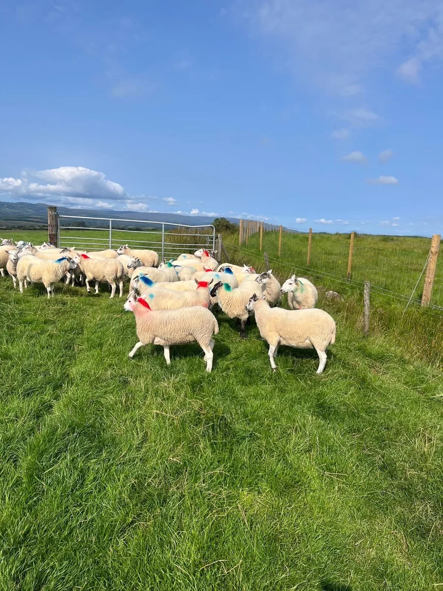 Hoggets - Image 2