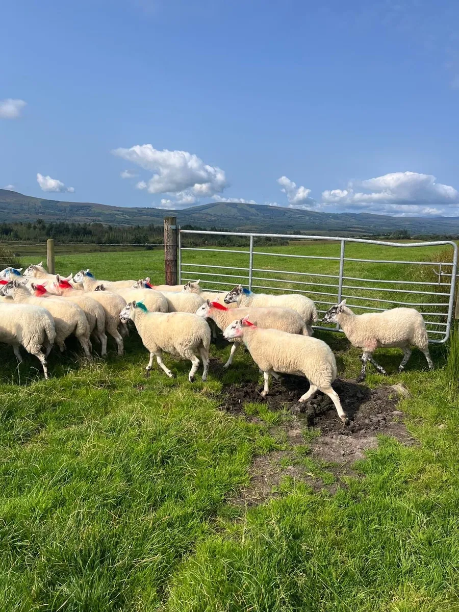 Hoggets - Image 3