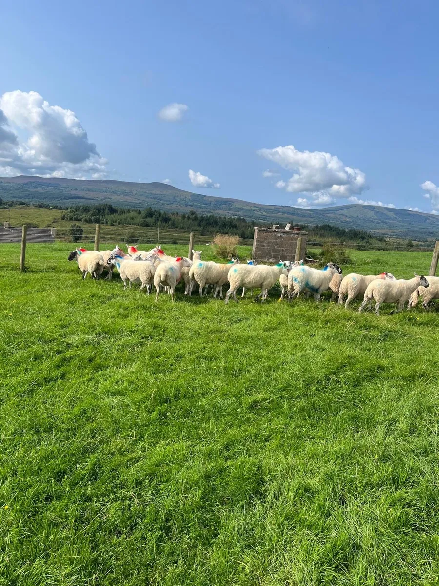 Hoggets - Image 4