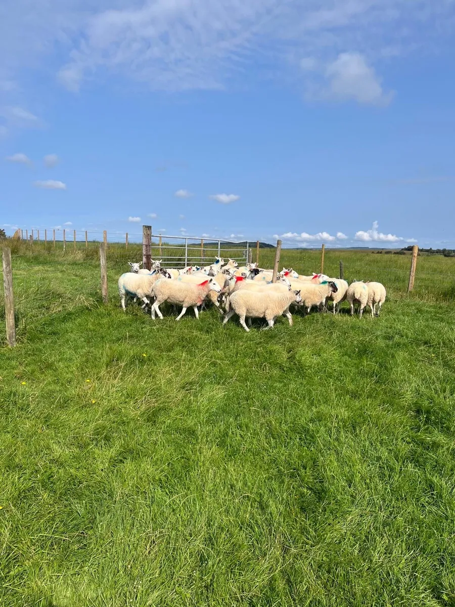 Hoggets - Image 1