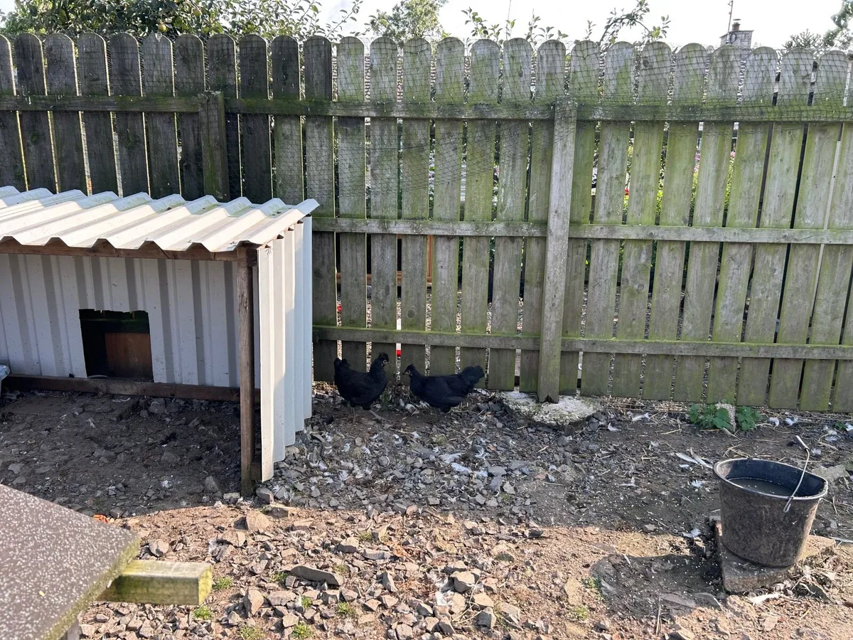 Chickens/Roosters - Image 1