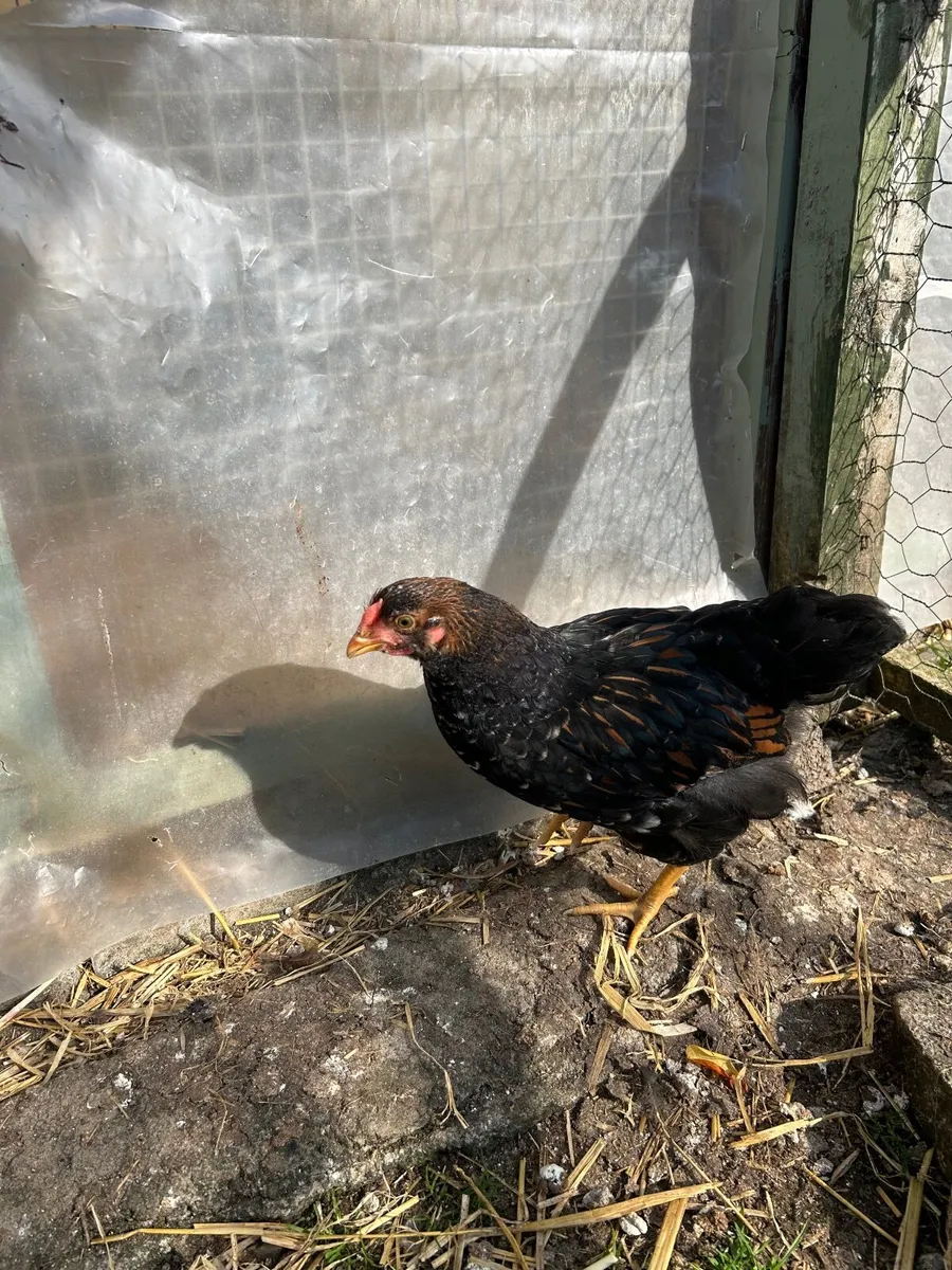 Chickens/Roosters - Image 2